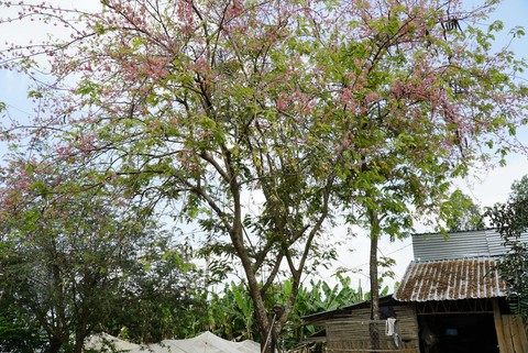 Thương ơi là thương chùm bông ô môi rực hồng tháng 3 miền Tây - Ảnh 10. Thương ơi là thương chùm bông ô môi rực hồng tháng 3 miền Tây - Ảnh 10.