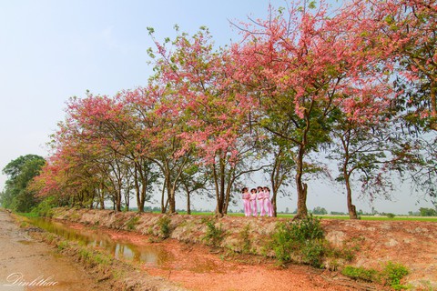 Thương ơi là thương chùm bông ô môi rực hồng tháng 3 miền Tây - Ảnh 1. Thương ơi là thương chùm bông ô môi rực hồng tháng 3 miền Tây - Ảnh 1.