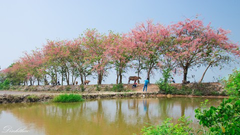 Thương ơi là thương chùm bông ô môi rực hồng tháng 3 miền Tây - Ảnh 6. Thương ơi là thương chùm bông ô môi rực hồng tháng 3 miền Tây - Ảnh 6.