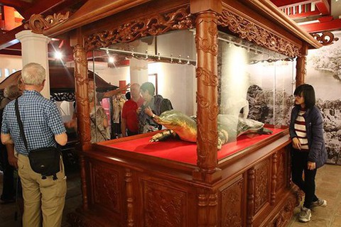 Tiêu bản giống như thật của cụ rùa Hồ Gươm - Ảnh 8. Tiêu bản giống như thật của cụ rùa Hồ Gươm - Ảnh 8.