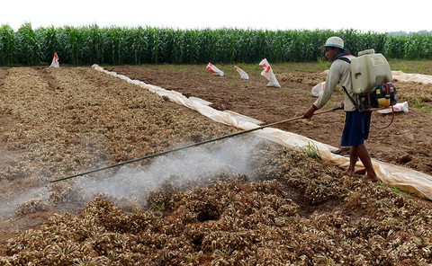 Thuốc diệt cỏ gây ung thư: Càng để lâu, càng có tội với dân - Ảnh 1. Thuốc diệt cỏ gây ung thư: Càng để lâu, càng có tội với dân - Ảnh 1.