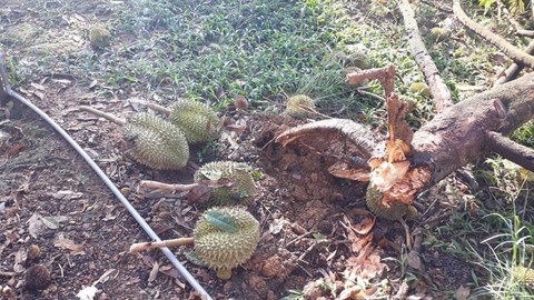 Vùng sầu riêng Lâm Đồng tan hoang sau lốc xoáy - Ảnh 3. Vùng sầu riêng Lâm Đồng tan hoang sau lốc xoáy - Ảnh 3.