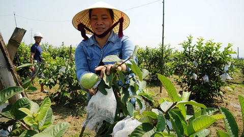Người lập trang trại cây trái thênh thang giữa ruộng đồng trũng thấp - Ảnh 1. Người lập trang trại cây trái thênh thang giữa ruộng đồng trũng thấp - Ảnh 1.
