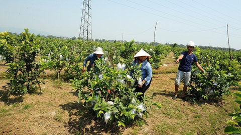 Người lập trang trại cây trái thênh thang giữa ruộng đồng trũng thấp - Ảnh 2. Người lập trang trại cây trái thênh thang giữa ruộng đồng trũng thấp - Ảnh 2.