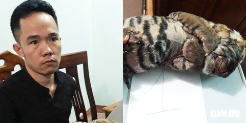 Bắt nghi phạm bán hai con hổ đông lạnh để ngâm rượu - Ảnh 1.