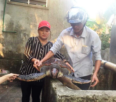 Thả vích quý hiếm bị lạc vào vùng nước ngọt về biển - Ảnh 1. Thả vích quý hiếm bị lạc vào vùng nước ngọt về biển - Ảnh 1.