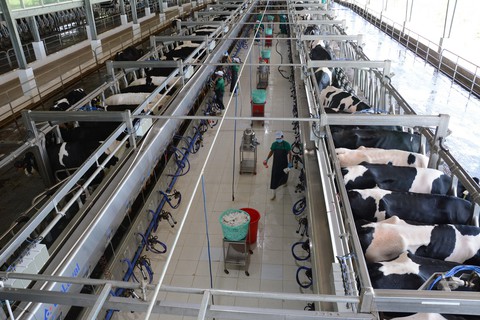 Vinamilk vận hành trang trại bò sữa độc lập lớn nhất Việt Nam - Ảnh 4. Vinamilk vận hành trang trại bò sữa độc lập lớn nhất Việt Nam - Ảnh 4.
