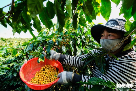 Đẹp mê ly mùa hái hạt vàng ở Đà Lạt - Ảnh 3. Đẹp mê ly mùa hái hạt vàng ở Đà Lạt - Ảnh 3.