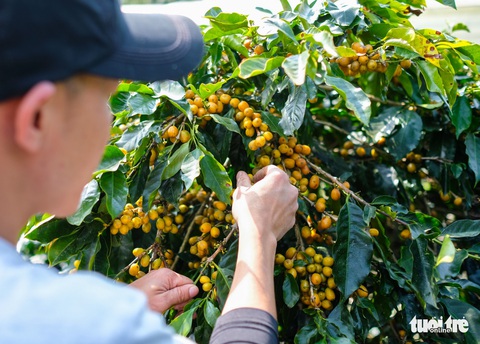 Đẹp mê ly mùa hái hạt vàng ở Đà Lạt - Ảnh 4. Đẹp mê ly mùa hái hạt vàng ở Đà Lạt - Ảnh 4.