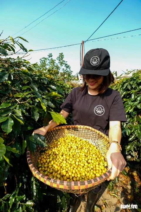 Đẹp mê ly mùa hái hạt vàng ở Đà Lạt - Ảnh 5. Đẹp mê ly mùa hái hạt vàng ở Đà Lạt - Ảnh 5.