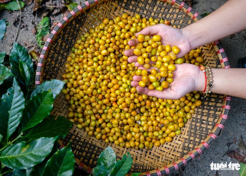 Đẹp mê ly mùa hái hạt vàng ở Đà Lạt - Ảnh 6. Đẹp mê ly mùa hái hạt vàng ở Đà Lạt - Ảnh 6.