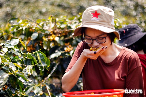 Đẹp mê ly mùa hái hạt vàng ở Đà Lạt - Ảnh 7. Đẹp mê ly mùa hái hạt vàng ở Đà Lạt - Ảnh 7.