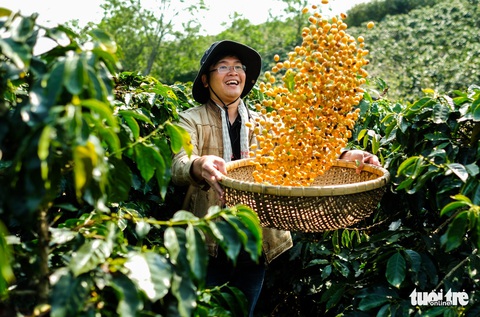 Đẹp mê ly mùa hái hạt vàng ở Đà Lạt - Ảnh 8. Đẹp mê ly mùa hái hạt vàng ở Đà Lạt - Ảnh 8.