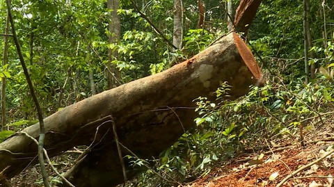 Cách chức, chuyển công tác trưởng trạm bảo vệ rừng - Ảnh 2. Cách chức, chuyển công tác trưởng trạm bảo vệ rừng - Ảnh 2.