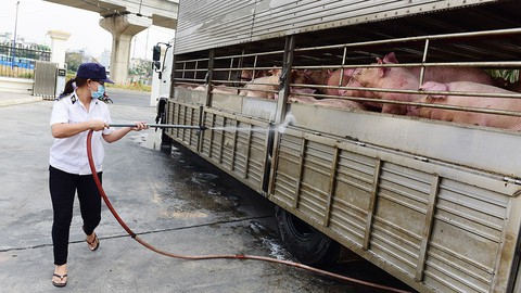 Ngăn chặn tối đa dịch tả heo châu Phi lây lan vào phía Nam - Ảnh 1. Ngăn chặn tối đa dịch tả heo châu Phi lây lan vào phía Nam - Ảnh 1.