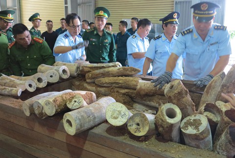 Bắt giữ 9,1 tấn nghi là ngà voi ở cảng Tiên Sa - Ảnh 1. Bắt giữ 9,1 tấn nghi là ngà voi ở cảng Tiên Sa - Ảnh 1.