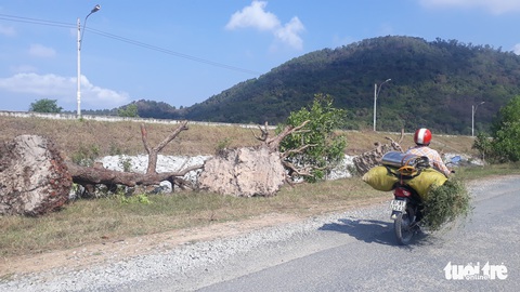 Thương lái ồ ạt mua, dân bứng cây trâm chục năm tuổi đi bán - Ảnh 3. Thương lái ồ ạt mua, dân bứng cây trâm chục năm tuổi đi bán - Ảnh 3.