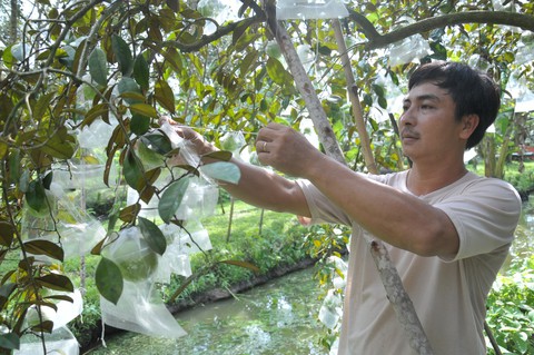 Vú sữa Lò Rèn Vĩnh Kim xuất sang Mỹ nhưng không tiêu biểu ở địa phương - Ảnh 3. Vú sữa Lò Rèn Vĩnh Kim xuất sang Mỹ nhưng không tiêu biểu ở địa phương - Ảnh 3.
