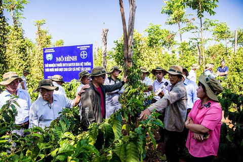 Bayer và các bên liên quan ra mắt giải pháp trồng lại cà phê - Ảnh 2. Bayer và các bên liên quan ra mắt giải pháp trồng lại cà phê - Ảnh 2.