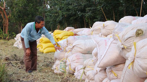 Nông dân neo lúa chờ giá - Ảnh 8.