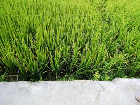 Giăng điện diệt chuột ở ruộng lúa, vợ chết, chồng nhập viện - Ảnh 1. Giăng điện diệt chuột ở ruộng lúa, vợ chết, chồng nhập viện - Ảnh 1.