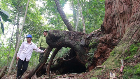 rừng pơmu rừng pơmu