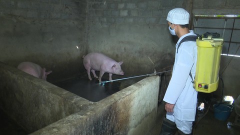 Huyện thứ hai ở Thanh Hóa công bố dịch tả heo châu Phi - Ảnh 1. Huyện thứ hai ở Thanh Hóa công bố dịch tả heo châu Phi - Ảnh 1.