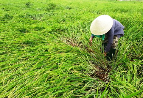 Lốc xoáy ở Quảng Nam khiến nhà tốc mái, lúa hư hại - Ảnh 2. Lốc xoáy ở Quảng Nam khiến nhà tốc mái, lúa hư hại - Ảnh 2.