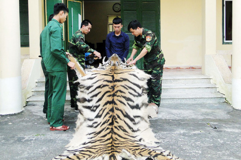 Bắt nam thanh niên mang da, xương hổ sang Trung Quốc bán - Ảnh 1. Bắt nam thanh niên mang da, xương hổ sang Trung Quốc bán - Ảnh 1.