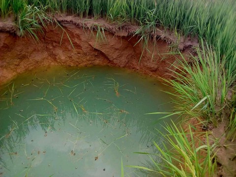 Xuất hiện hố sụt lớn sâu 5 mét giữa ruộng lúa - Ảnh 1. Xuất hiện hố sụt lớn sâu 5 mét giữa ruộng lúa - Ảnh 1.