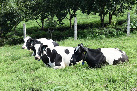 6 thập kỷ ấn tượng của Mộc Châu Milk - Ảnh 2. 6 thập kỷ ấn tượng của Mộc Châu Milk - Ảnh 2.