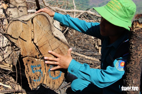 Tàn sát rừng phòng hộ đầu nguồn Ko Róa - Ảnh 15. Tàn sát rừng phòng hộ đầu nguồn Ko Róa - Ảnh 15.