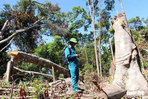 Tàn sát rừng phòng hộ đầu nguồn Ko Róa - Ảnh 12. Tàn sát rừng phòng hộ đầu nguồn Ko Róa - Ảnh 12.