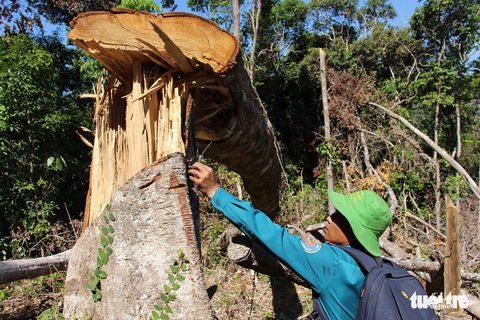 Tàn sát rừng phòng hộ đầu nguồn Ko Róa - Ảnh 6. Tàn sát rừng phòng hộ đầu nguồn Ko Róa - Ảnh 6.