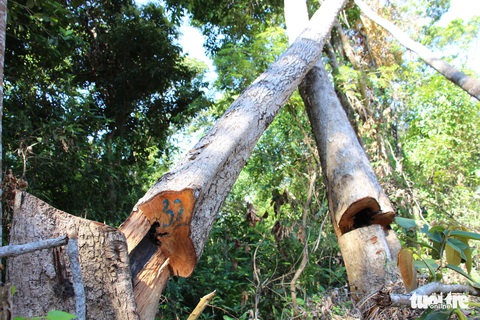 Tàn sát rừng phòng hộ đầu nguồn Ko Róa - Ảnh 4. Tàn sát rừng phòng hộ đầu nguồn Ko Róa - Ảnh 4.