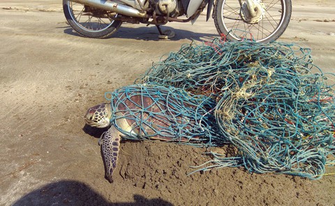Giải cứu rùa biển nặng 10kg mắc lưới thải - Ảnh 1. Giải cứu rùa biển nặng 10kg mắc lưới thải - Ảnh 1.