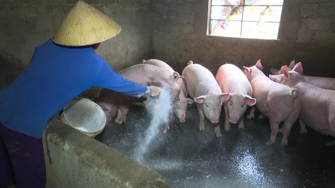 Việt Nam có kết quả bước đầu về văcxin chống dịch tả heo châu Phi - Ảnh 2. Việt Nam có kết quả bước đầu về văcxin chống dịch tả heo châu Phi - Ảnh 2.