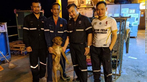 Giải cứu chú chó bơi lạc gần giàn khoan cách bờ 210km - Ảnh 4. Giải cứu chú chó bơi lạc gần giàn khoan cách bờ 210km - Ảnh 4.