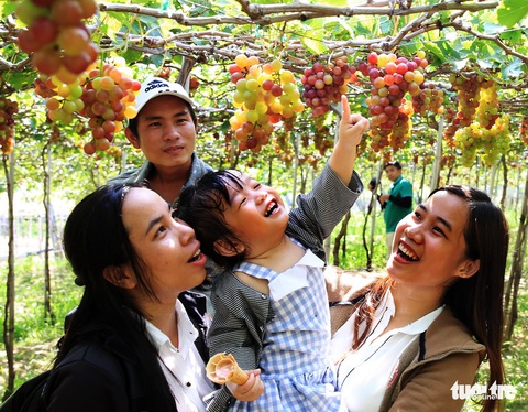 Đưa du khách trải nghiệm làng nho - Ảnh 1. Đưa du khách trải nghiệm làng nho - Ảnh 1.