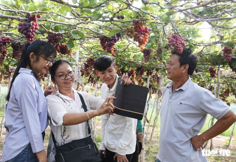 Đưa du khách trải nghiệm làng nho - Ảnh 4. Đưa du khách trải nghiệm làng nho - Ảnh 4.