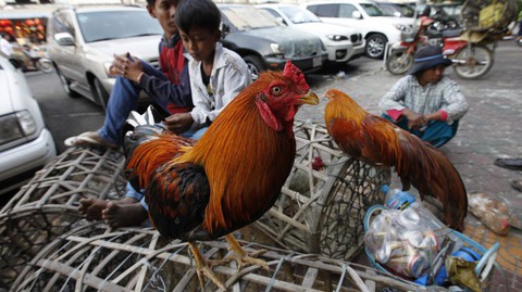 Campuchia phát hiện cúm gia cầm H5N6 tại tỉnh giáp Việt Nam - Ảnh 1. Campuchia phát hiện cúm gia cầm H5N6 tại tỉnh giáp Việt Nam - Ảnh 1.