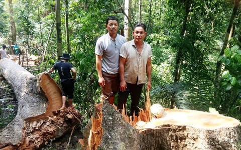Xác định hai người xẻ thịt rừng phòng hộ ở Quảng Nam - Ảnh 1. Xác định hai người xẻ thịt rừng phòng hộ ở Quảng Nam - Ảnh 1.