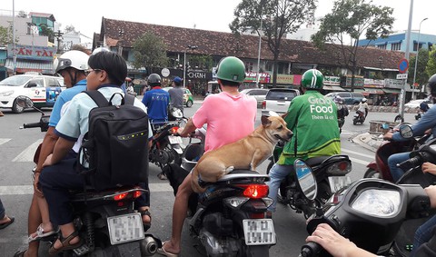 Chó sát thủ dễ nổi điên do chủ nuôi thường bổ sung thuốc, thực phẩm kích thích - Ảnh 1. Chó sát thủ dễ nổi điên do chủ nuôi thường bổ sung thuốc, thực phẩm kích thích - Ảnh 1.