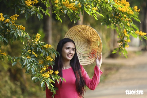 Mùa hoa sưa vàng đẹp như tranh ở xứ Quảng - Ảnh 1. Mùa hoa sưa vàng đẹp như tranh ở xứ Quảng - Ảnh 1.