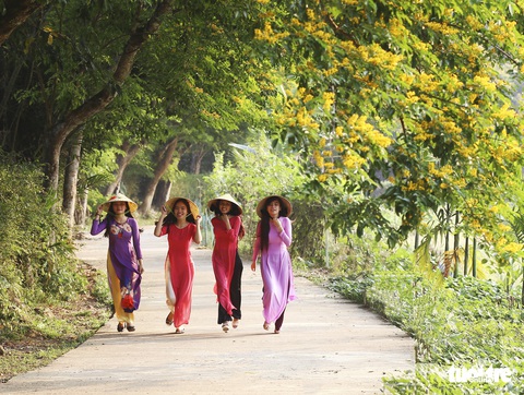 Mùa hoa sưa vàng đẹp như tranh ở xứ Quảng - Ảnh 7. Mùa hoa sưa vàng đẹp như tranh ở xứ Quảng - Ảnh 7.