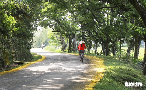 Mùa hoa sưa vàng đẹp như tranh ở xứ Quảng - Ảnh 3. Mùa hoa sưa vàng đẹp như tranh ở xứ Quảng - Ảnh 3.