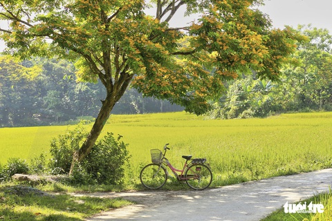 Mùa hoa sưa vàng đẹp như tranh ở xứ Quảng - Ảnh 4. Mùa hoa sưa vàng đẹp như tranh ở xứ Quảng - Ảnh 4.