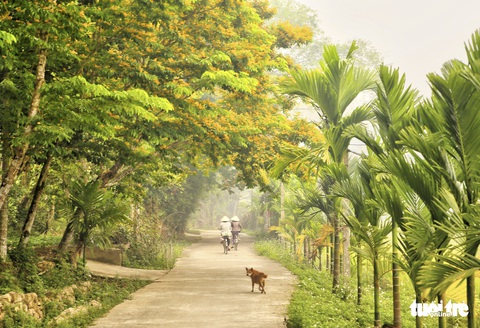 Mùa hoa sưa vàng đẹp như tranh ở xứ Quảng - Ảnh 6. Mùa hoa sưa vàng đẹp như tranh ở xứ Quảng - Ảnh 6.