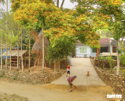 Mùa hoa sưa vàng đẹp như tranh ở xứ Quảng - Ảnh 5. Mùa hoa sưa vàng đẹp như tranh ở xứ Quảng - Ảnh 5.