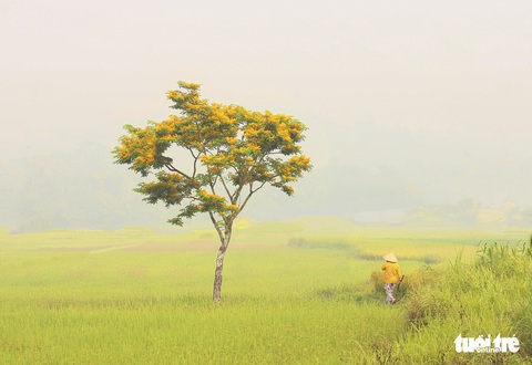 Mùa hoa sưa vàng đẹp như tranh ở xứ Quảng - Ảnh 2. Mùa hoa sưa vàng đẹp như tranh ở xứ Quảng - Ảnh 2.
